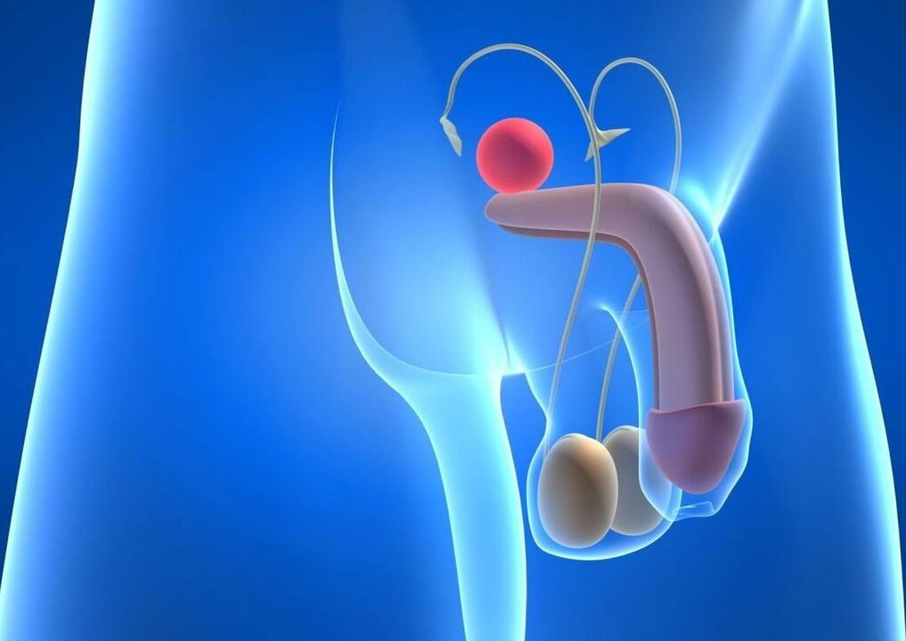 Penis Structure and Enlargement Methods
